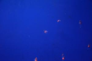 abashiri 023