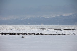 abashiri 159