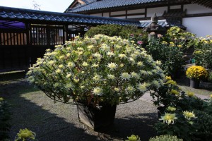 bandai aizu 013