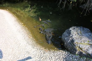 bandai aizu 017