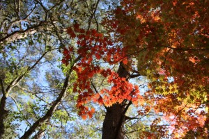 磐梯・会津紅葉巡りツアー２０１２ 