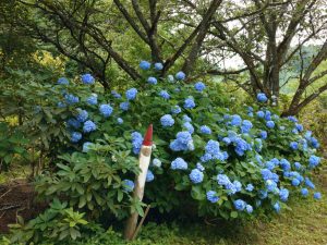 ajisaiyama 017