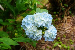 南沢あじさい山～金比羅山（１／４）