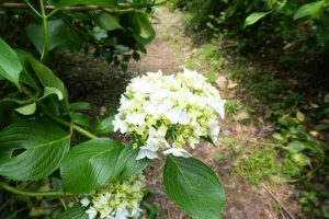 ajisaiyama 028