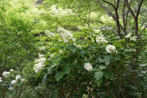 ajisaiyama 040