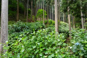 南沢あじさい山～金比羅山（２／４）