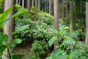 ajisaiyama 048