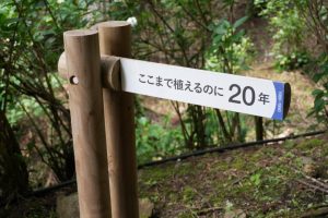 ajisaiyama 049