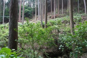 ajisaiyama 053