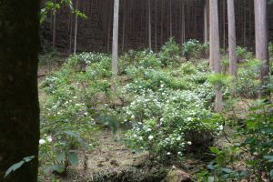 ajisaiyama 054