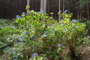 ajisaiyama 055