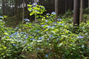 ajisaiyama 056