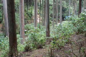 ajisaiyama 058