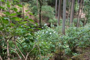 ajisaiyama 059