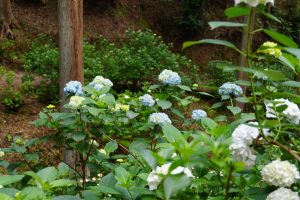 ajisaiyama 062