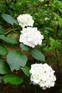 ajisaiyama 063