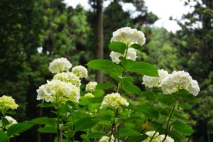 ajisaiyama 064