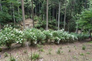 ajisaiyama 065