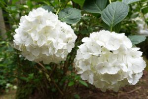 ajisaiyama 066