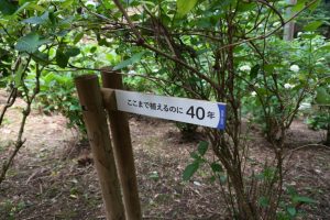 ajisaiyama 067