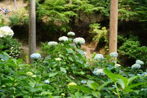 ajisaiyama 069