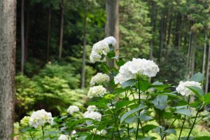 ajisaiyama 070