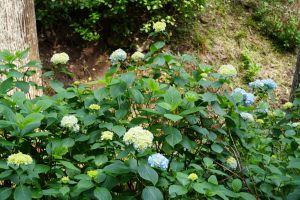 ajisaiyama 071