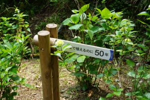 ajisaiyama 072