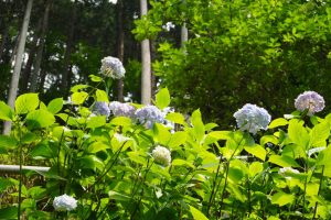 ajisaiyama 073
