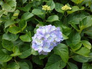 ajisaiyama 076