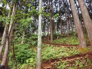 ajisaiyama 092
