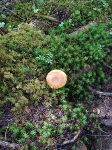 akadake 177