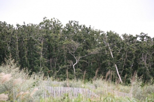 akita2 0010