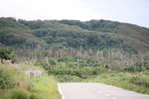 akita2 0013
