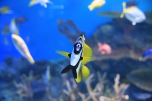 男鹿水族館