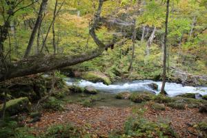 aomori oirase 015