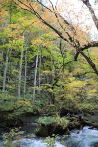 aomori oirase 035