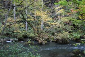 aomori oirase 037