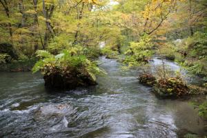 aomori oirase 042