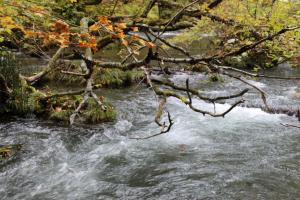 aomori oirase 043