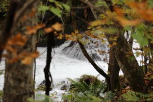 aomori oirase 044