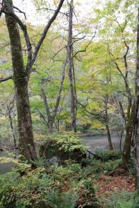 aomori oirase 045