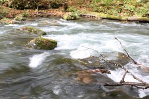 aomori oirase 062