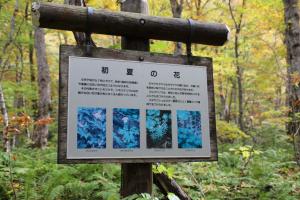 aomori oirase 074