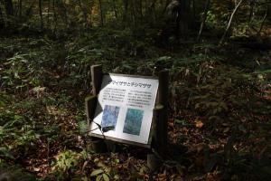 aomori oirase 083