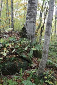 aomori oirase 084