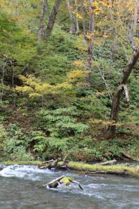 aomori oirase 098