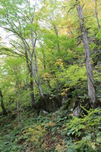 aomori oirase 147