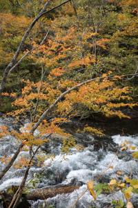aomori oirase 168