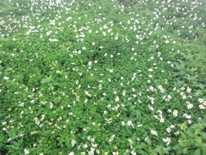 daisetsu 0004